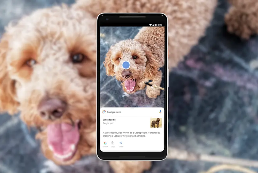 google lens ile bitki ve hayvan arama
